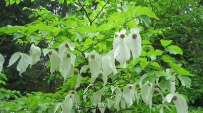Davidia involucrata v2